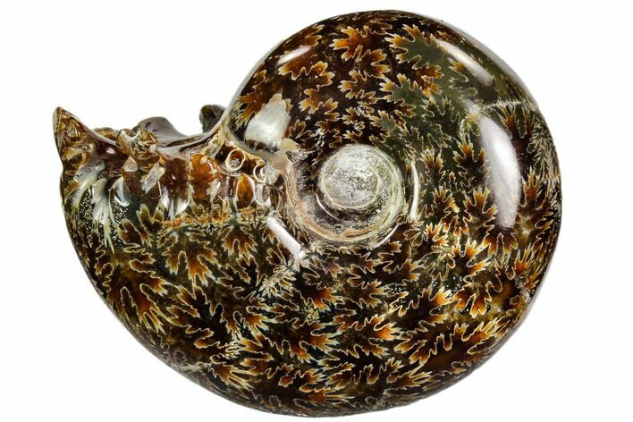 Polished, Agatized Ammonite (Cleoniceras) - Madagascar #110526